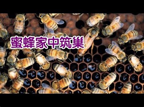 蜜蜂 風水|【蜜蜂築巢風水】蜜蜂築巢風水招財旺宅？揭密風生水。